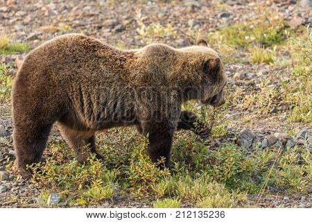 a grizzly bear in Denali National Park Alaska