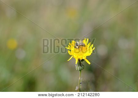 Bee On A Dandelion Flower