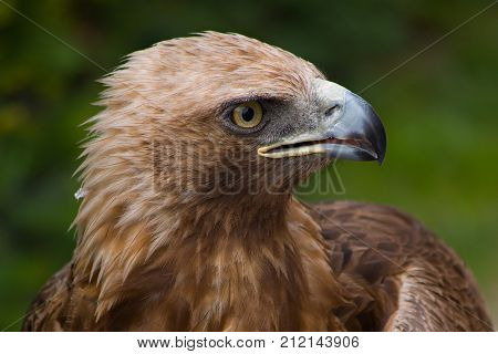 detail view of eagle, head, Aquila chrysaetos