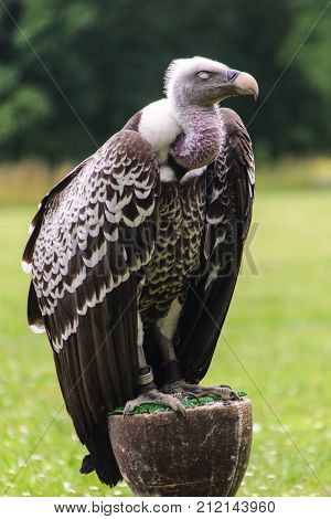 sitting vulrure with closed eyes, Gyps fulvus