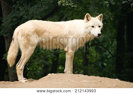 wiev of the white wolf in the wood