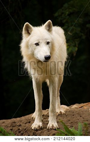 wiev of the white wolf in the wood