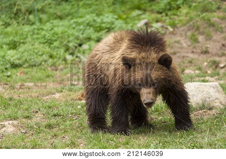 young little brown bear walking on the grass