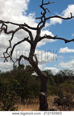 Form of dry old tree against the sky in the shrub savanna of the Limpopo province. South Africa