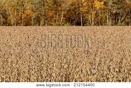 Golden brown soy beans waiting autumn harvest