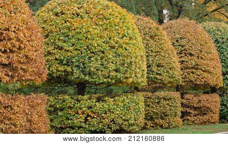 Grab with a rounded crown and yellow leaves in an autumn park background