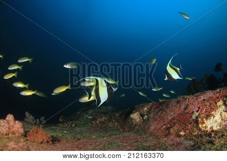 Underwater coral reef and fish