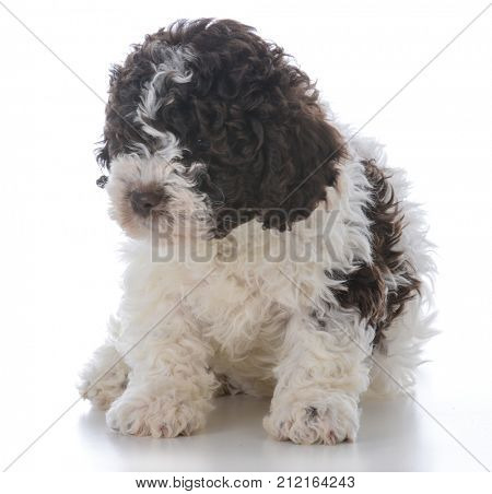 lagatto romagnolo puppy sitting down on white background