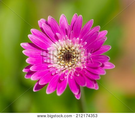 Vibrant bright magenta gerbera daisy flower on natural blurred background selective focus shallow dof