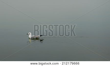 Dey the only floating in the Sea Gull