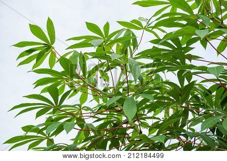 close up Manihot esculenta leaves in nature garden