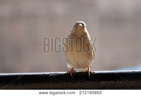 Sparrow