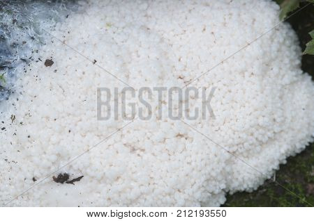 Enteridium lycoperdon mushrooms (slime mould) on an old stump