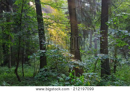 Sunbeam entering rich deciduous forest in misty evening rain after with old spruce in foreground, Bialowieza Forest, Poland, Europe