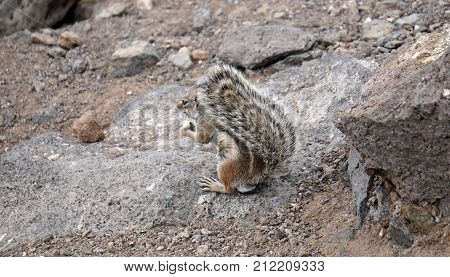 Chipmunk with a fluffy tail. Varied fur of a small animal