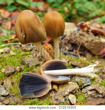 Coprinellus bisporus mushrooms in the forest, cross section