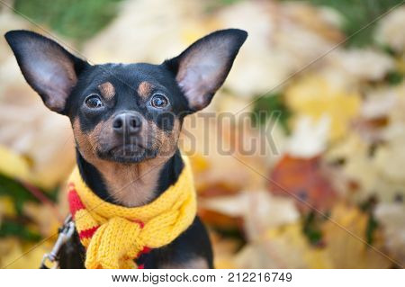 Beautiful dog a puppy in a scarf with pampons sitting on a background of autumn foliage. Space for text. Lovely funny puppy