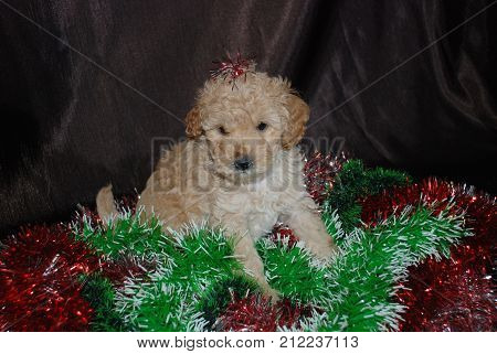 Dogs puppies carouse, new year, symbol of the year, Chinese horoscope.