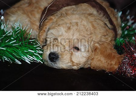 Dogs puppies carouse, new year, symbol of the year, Chinese horoscope.