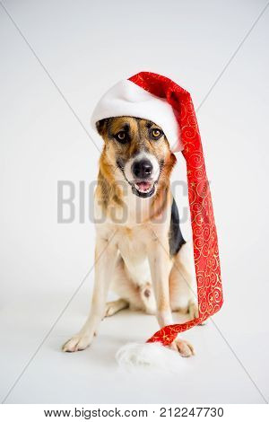 A portrait of a dog in a christmas outfit