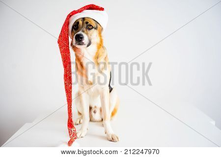 A portrait of a dog in a christmas outfit