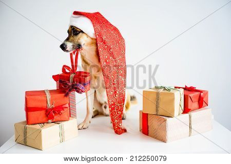 A portrait of a dog in a christmas outfit