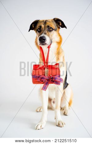 A portrait of a dog in a christmas outfit