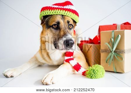 A portrait of a dog in a christmas outfit