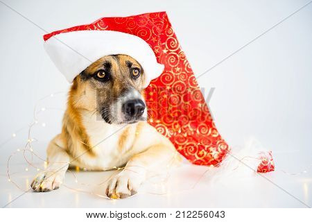A portrait of a dog in a christmas outfit