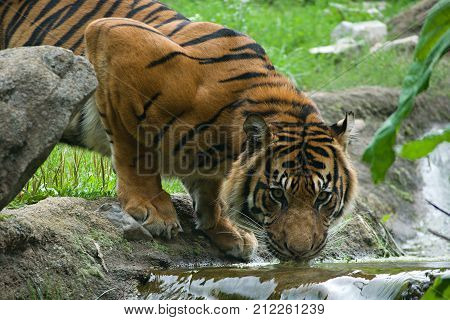 Detail view of tiger drinking from the river