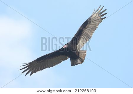 Turkey Vulture (Cathartes aura) in flight against a blue sky with clouds