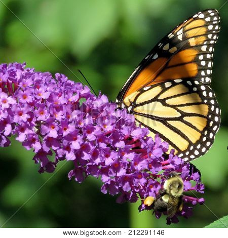 Monarch Butterfly and bee on a buddleja flower in High Park of Toronto Canada September 21 2017