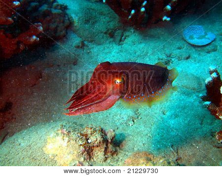 Devilfish, Vietnam, Nha Trang