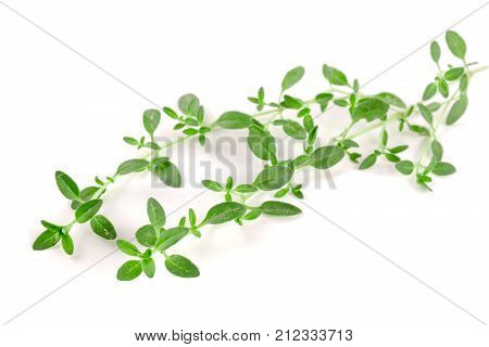 Fresh thyme spice isolated on white background.
