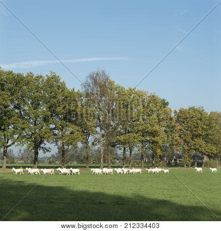white goats in meadow near barn in the netherlands near Woudenberg and scherpenzeel in the province of utrecht