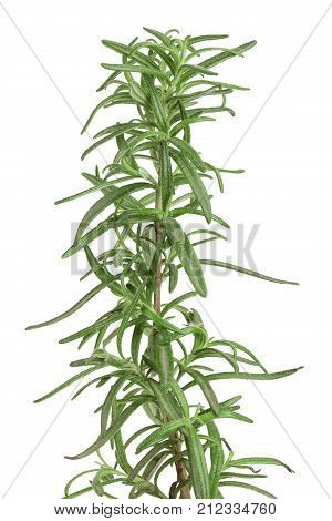 rosemary twig isolated on white background close-up.