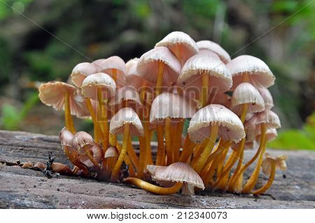 mycena renati mushroom cluster the beautiful bonnet