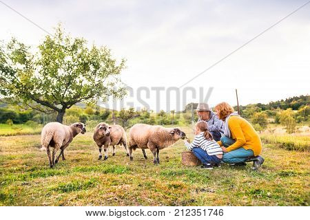 Senior couple with grandaughter feeding sheep. Man, woman and a small girl on the farm.