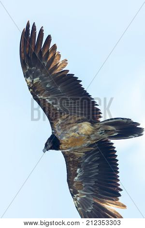 Portrait Juvenile Bearded Vulture (gypaetus Barbatus) In Flight