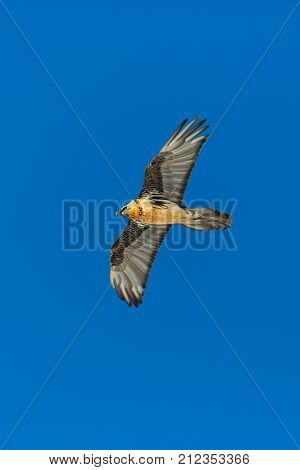 Natural Adult Bearded Vulture (gypaetus Barbatus) Flying Blue Sky