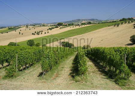 Rural landscape along the road from Montefano to Castelfidardo (Ancona Marches Italy) at summer.