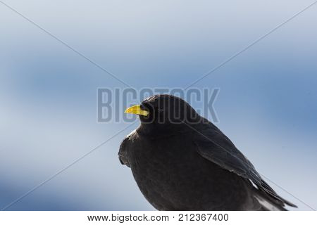 One Alpine Chough Bird (pyrrhocorax Graculus) Portrait