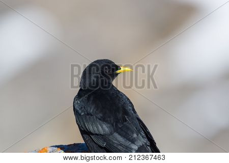Detailed Back View Of Alpine Chough Bird (pyrrhocorax Graculus)