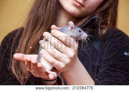 Close up pretty long-haired woman holding grey rat