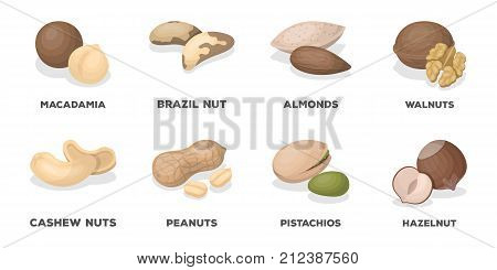 Different kinds of nuts icons in set collection for design.Nut Food vector symbol stock  illustration.