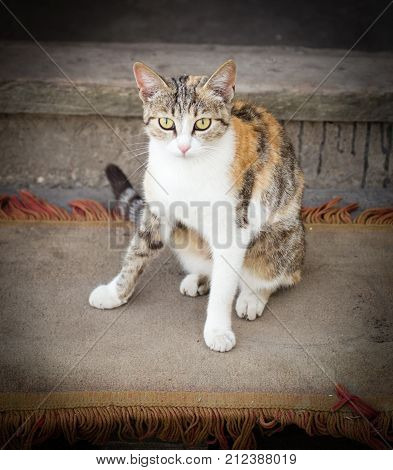 cat on the porch near the house .