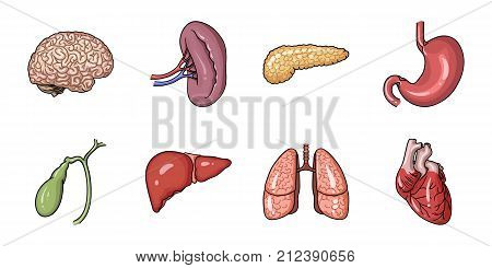 Human organs icons in set collection for design. Anatomy and internal organs vector symbol stock  illustration.
