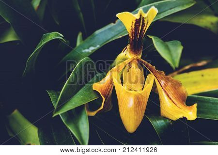 background nature flower Orchid paph villosum. Background blur green