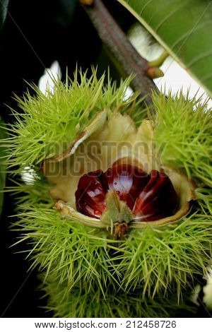 Sweet Chestnuts on a tree in an autumn forest