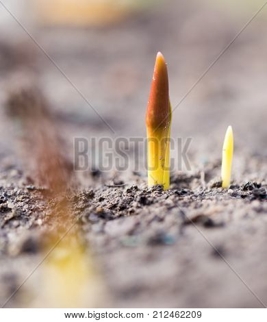 flower seedlings. macro . In the park in nature